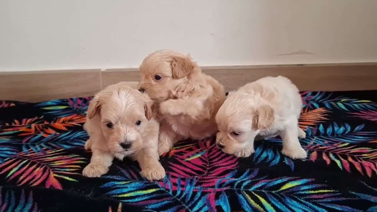 Maltipoo perros en venta: Cachorritos de Maltipoo  - Video 1
