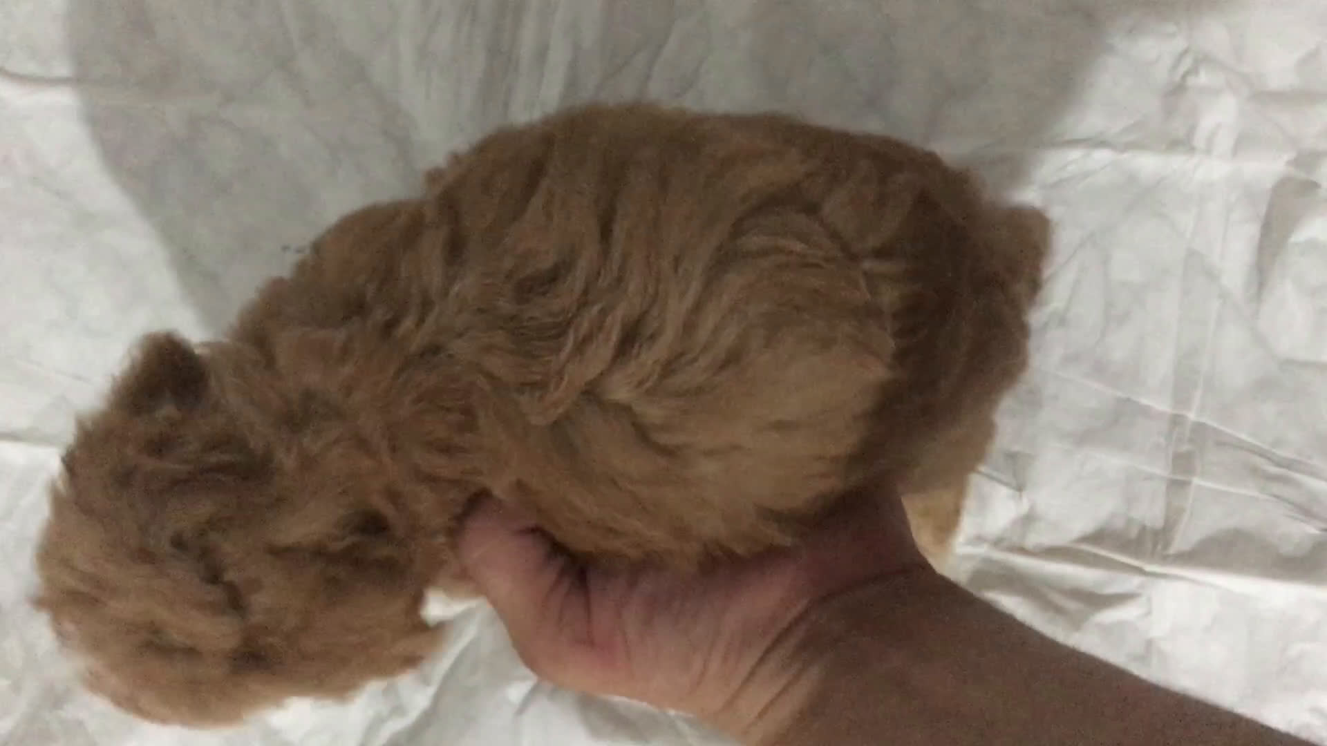 Affenpinscher perros en venta: MALTIPOO APRICOT Y ROJIZOS  - Video 1