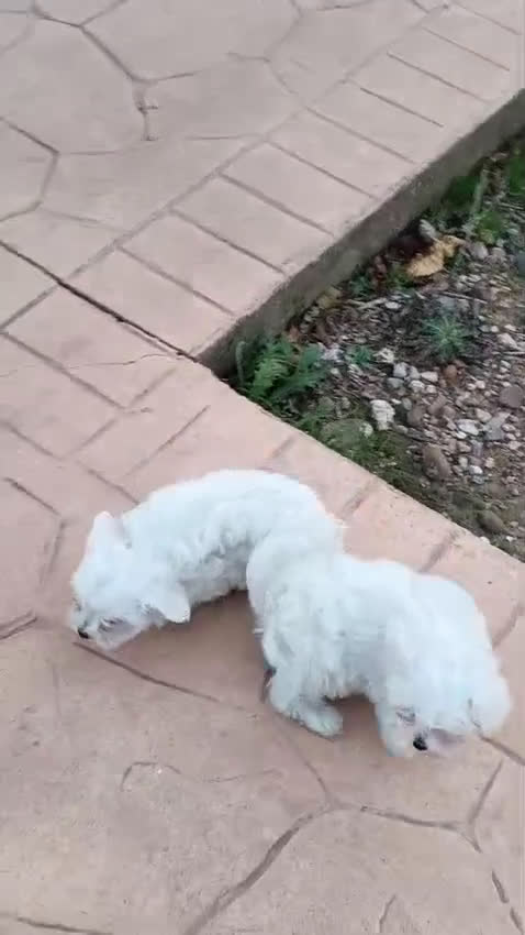 Bichón Maltés perros en venta: Bichón Maltes Americano Hembra - Video 2