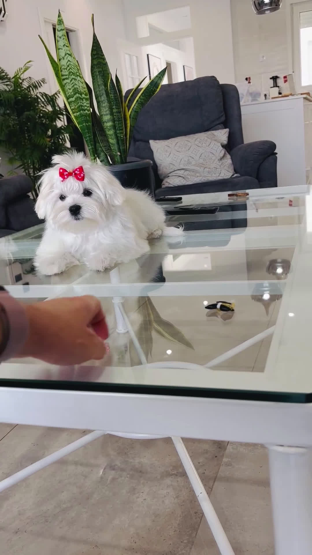 Bichón Maltés perros en venta: Excelente cachorrito de bichon maltés macho - Video 1