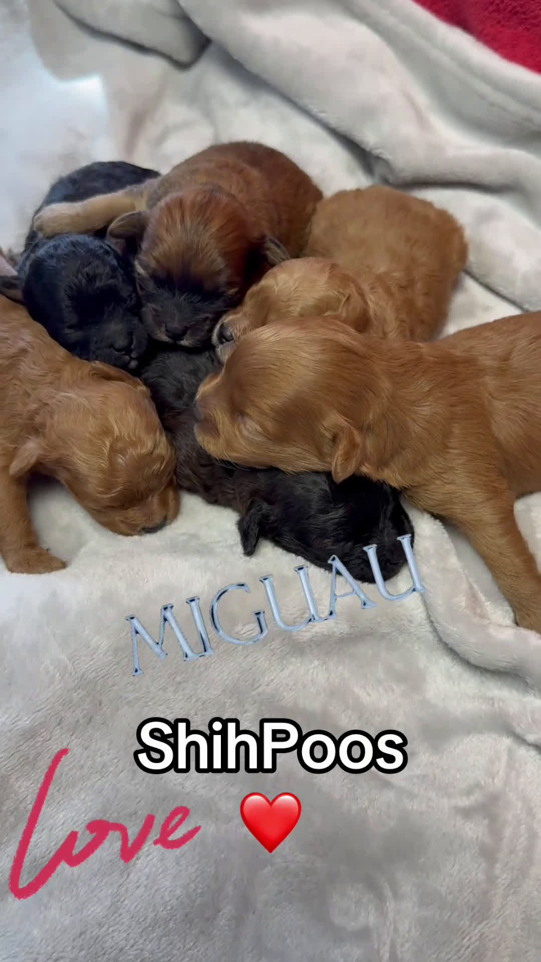 Shihpoo perros en venta: Preciosos ShihPoos de varios colores - Video 1