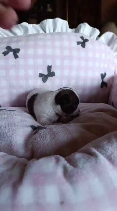 Chihuahua perros en venta: CHIHUAHUA MACHO EXCLUSIVO  - Video 1