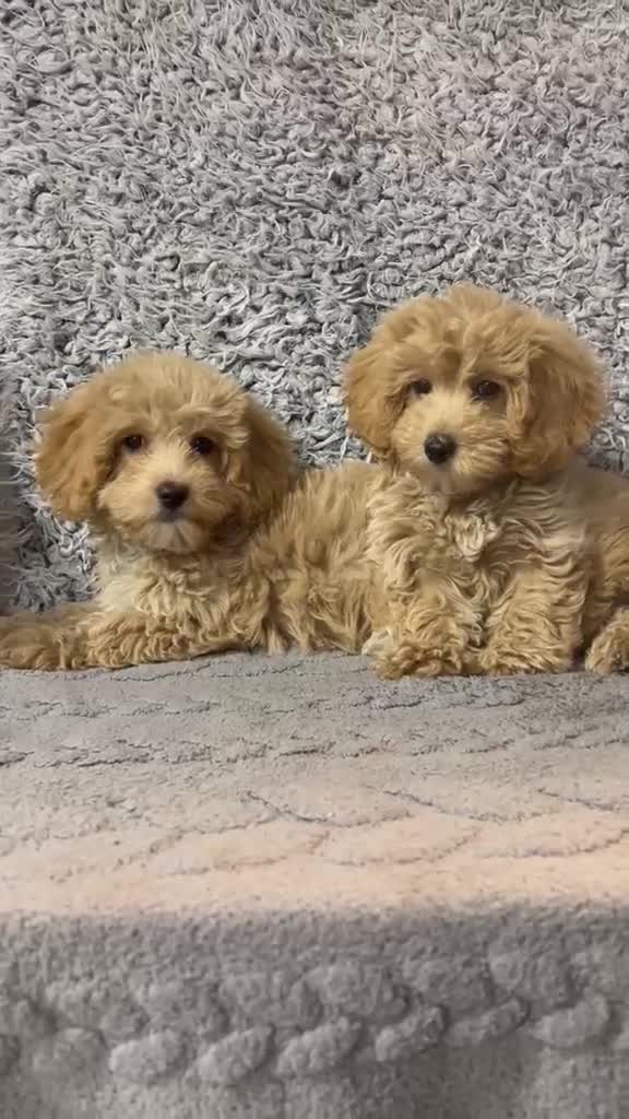 Maltipoo perros en venta: Maltipoo hembras apricot  - Video 1