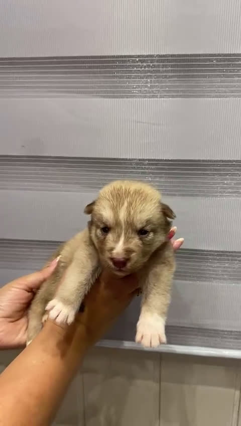 Husky Siberiano perros en venta: ULTIMO HUSKY y ULTIMA  ALASKA MALAMUTE  - Video 2