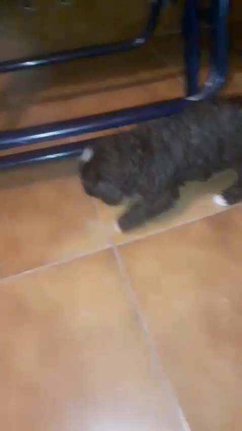 Perro de Agua Español perros en venta: Perros de agua  - Video 1