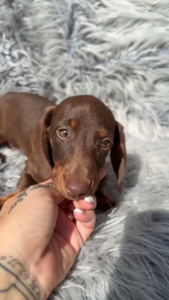 Teckel Miniatura perros en venta: Teckel chocolate - Video 1