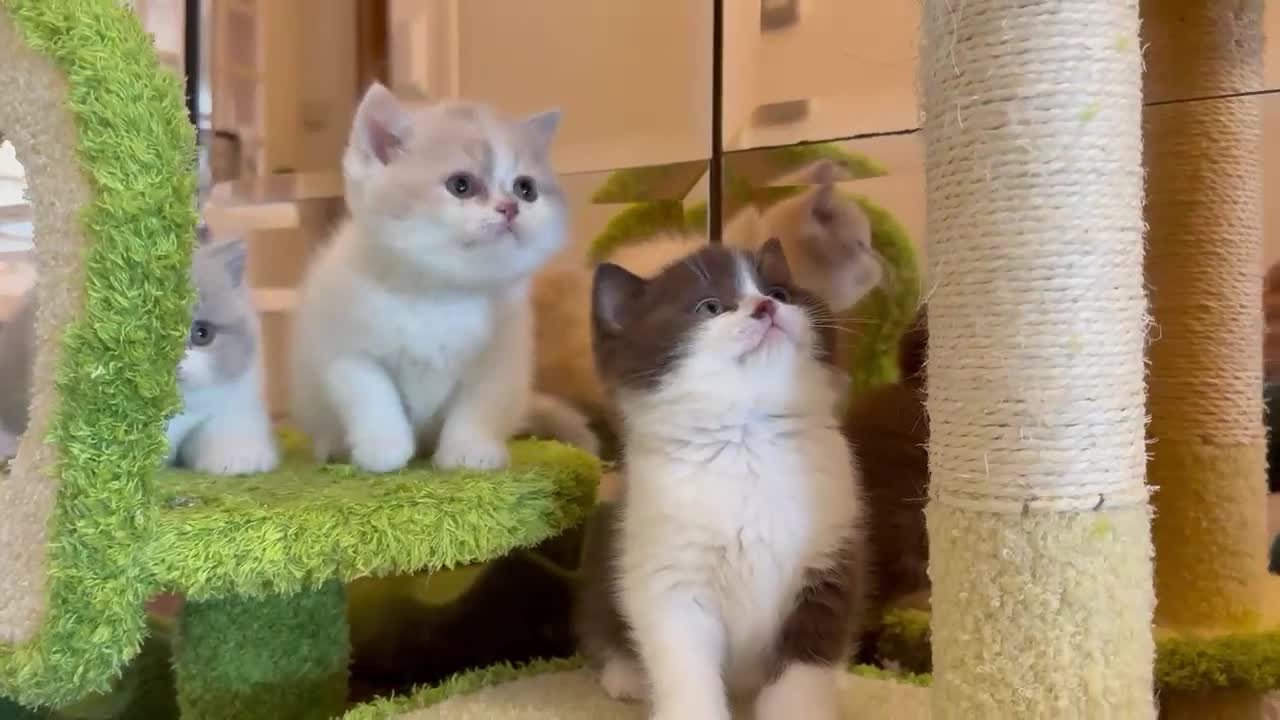 Británico de Pelo Corto gatos en venta: British Shorthair y Longhair – Criadero familiar - Video 1