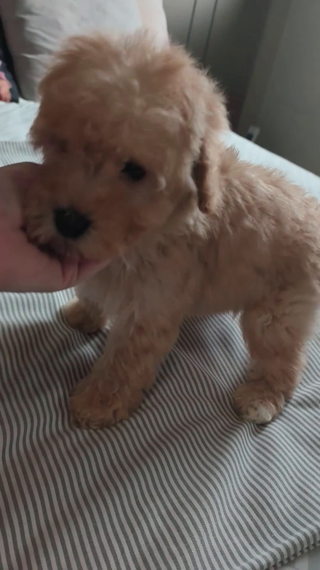 Caniche Toy perros en venta: Espectacular camada - Video 1