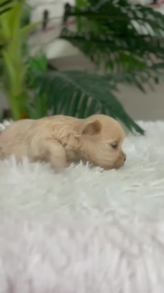 Maltipoo perros en venta: MALTIPOO 100% COREANO - Video 1