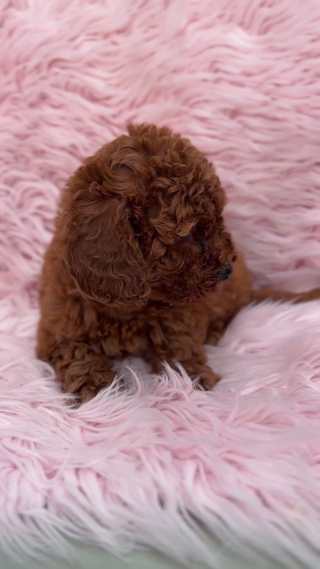 Caniche Enano perros en venta: Caniche  roja  - Video 1