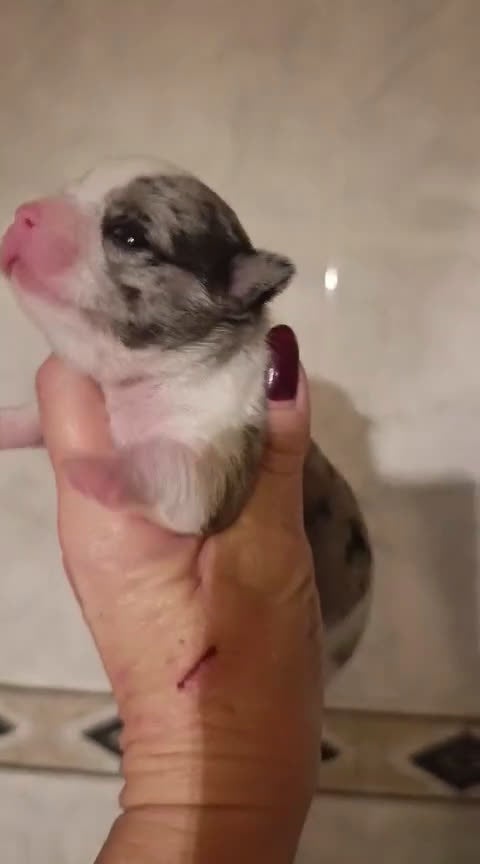 Chihuahua perros en venta: CHIHUAHUAS MERLES EXCLUSIVOS - Video 4
