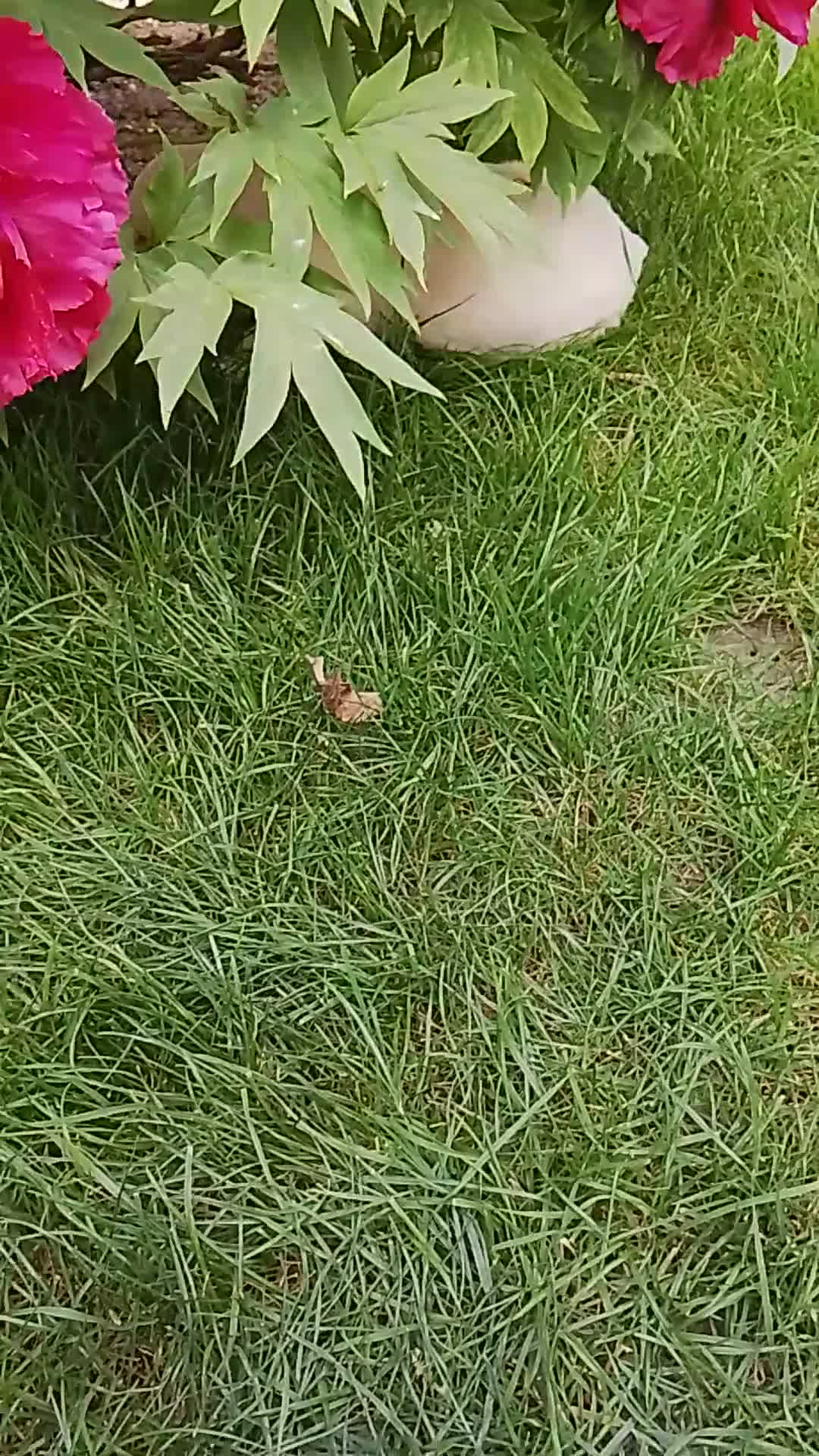 Golden Retriever perros en venta: Cacharros de golden retriever  - Video 2