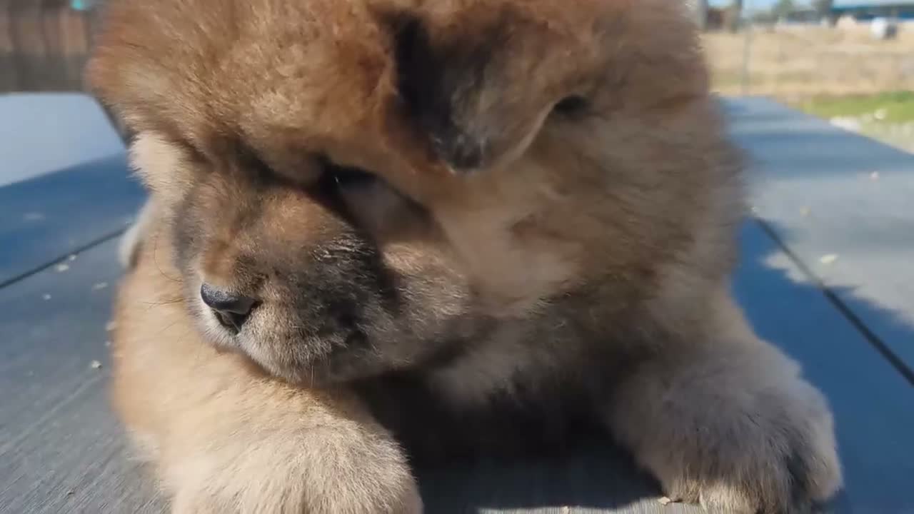 Chow Chow perros en venta: CHOW CHOW MARRON - Video 1