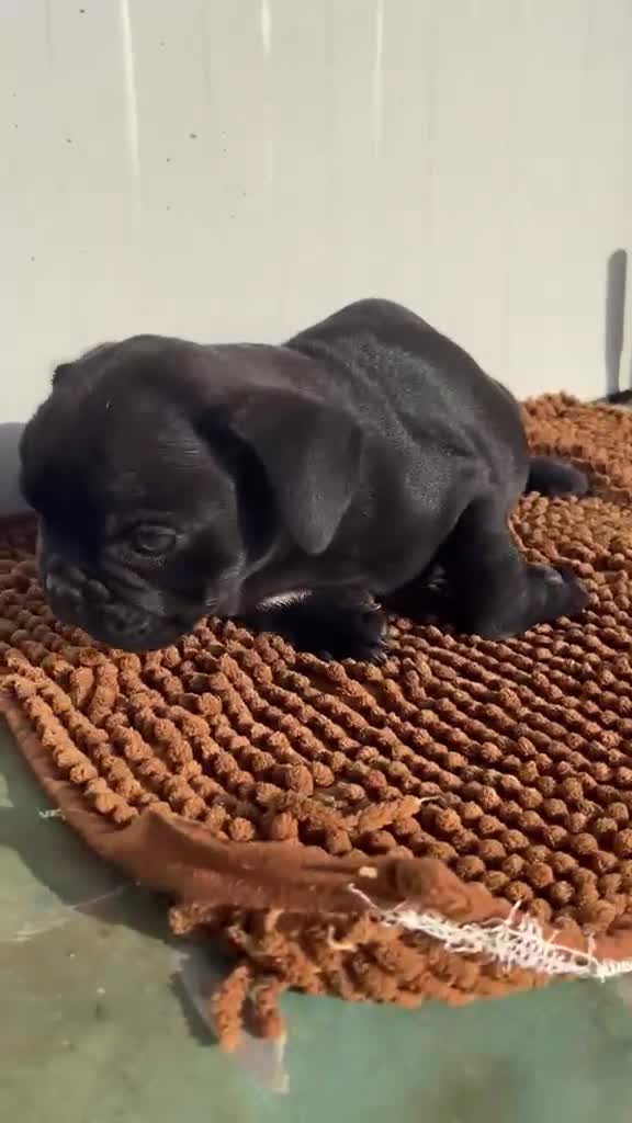 Bulldog Francés perros en venta: Bulldog Frances - Video 1