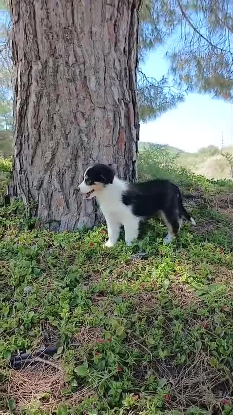 Pastor Australiano perros en venta: PASTOR AUSTRALIANO  - Video 1