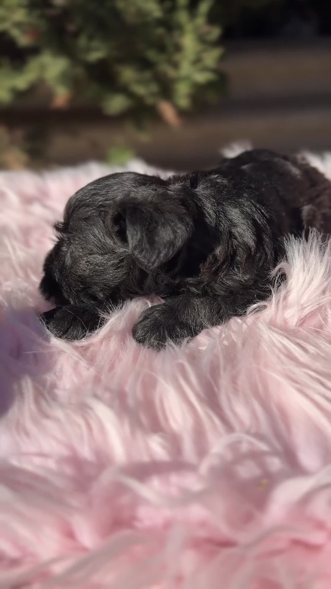 Schnauzer Miniatura perros en venta: Schnauzer mini azabache   - Video 1