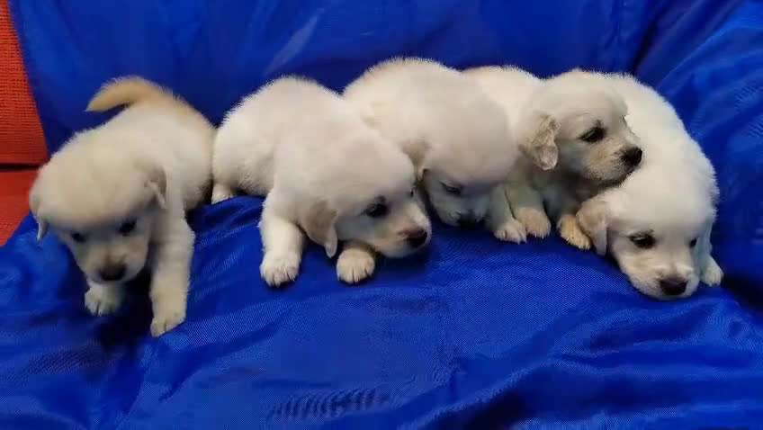 Golden Retriever perros en venta: 2 Últimos cachorro de Golden Macho disponible - Video 4