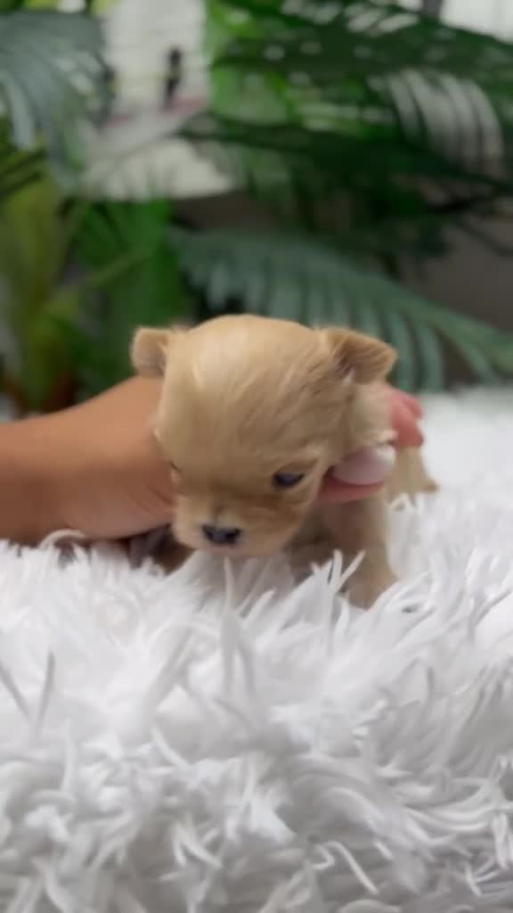 Maltipoo perros en venta: MALTIPOO TOY COREANOS  - Video 2