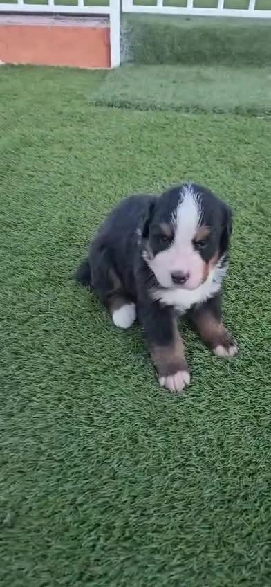 Boyero de Berna perros en venta: Boyeros De Berna Preciosos Bebes disponible  - Video 3