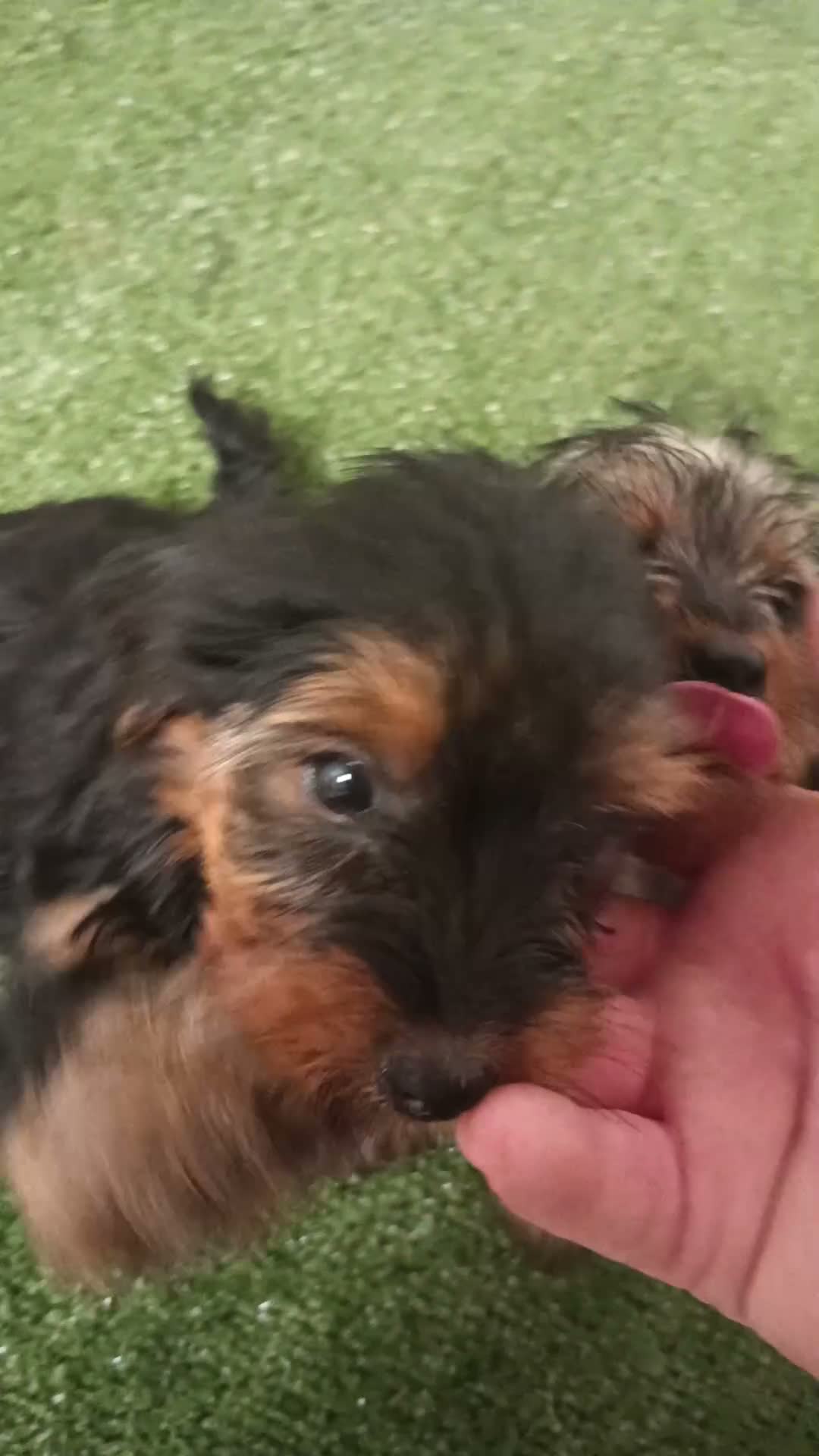Yorkshire Terrier perros en venta: Yorkshire toy - Video 1