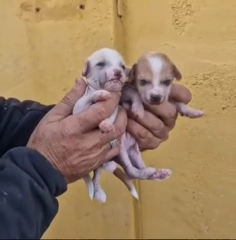 Perro Crestado Chino perros en venta: Crestado chino precio real - Video 4