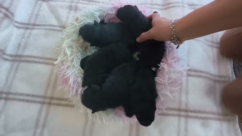 Pomapoo perros en venta: POMAPOO HEMBRITAS - Video 1