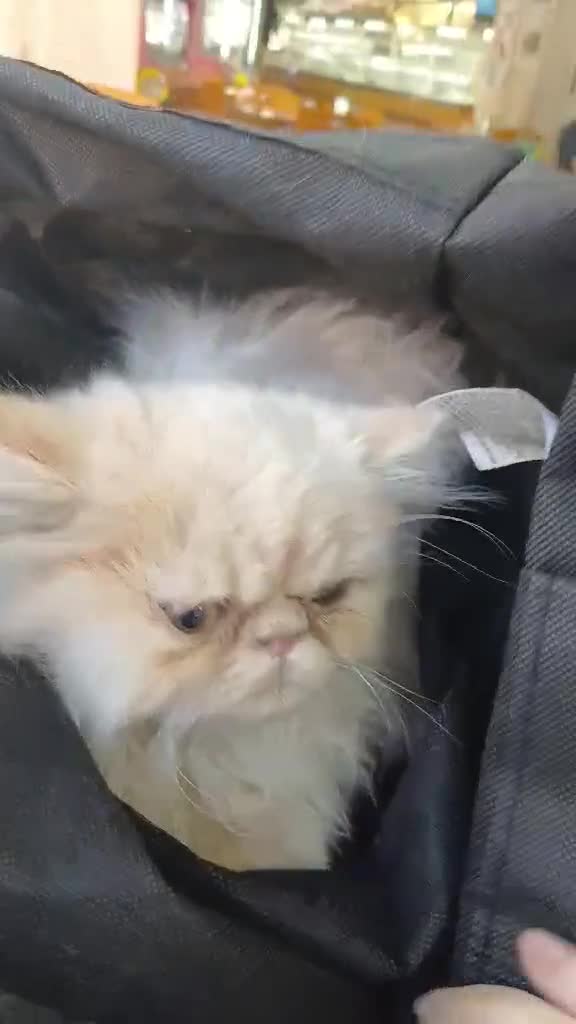Persa gatos en venta: Persa - Video 1