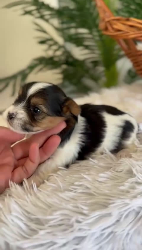 Yorkshire Terrier perros en venta: YORKSHIRE BIEWER - Video 1