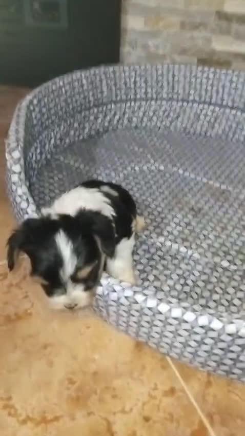 Biewer Yorkshire Terrier a la Pom Pon perros en venta: Biewer macho con pedigree - Video 1