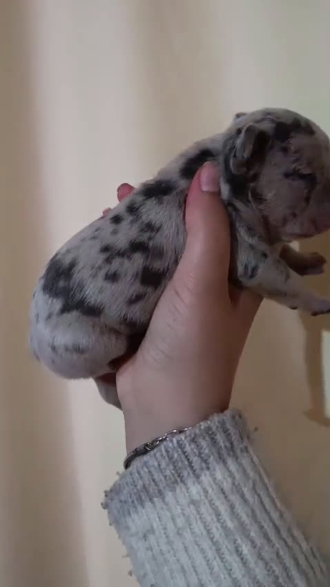 Bulldog Francés perros en venta: Bulldog francés exóticos  - Video 1