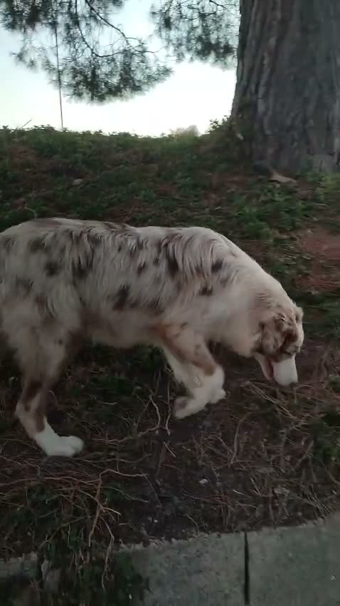 Pastor Australiano perros en venta: PASTOR AUSTRALIANO  - Video 1