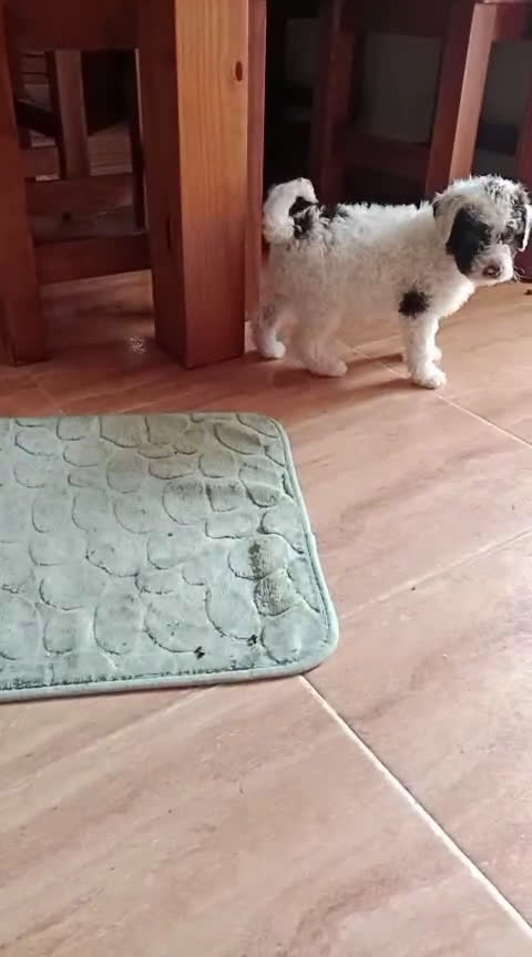 Perro de Agua Español perros en venta: Hembra bicolor - Video 1