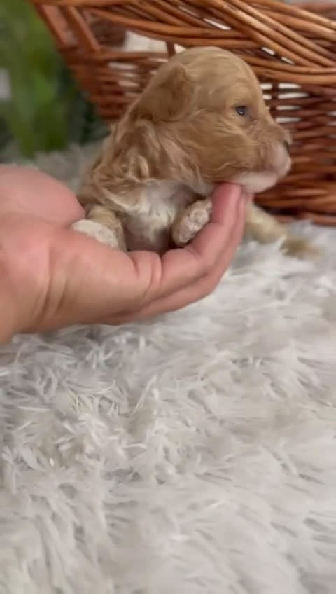 Caniche Toy perros en venta: CANICHE TOY MACHOS - Video 4