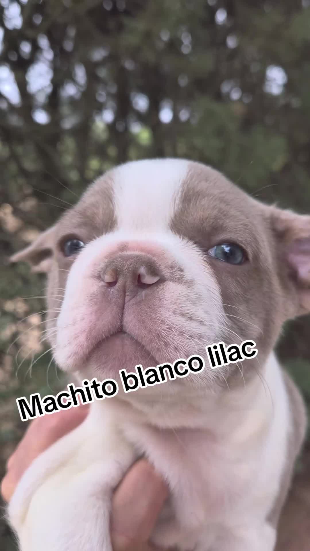 Bulldog Francés perros en venta: Machito - Video 1