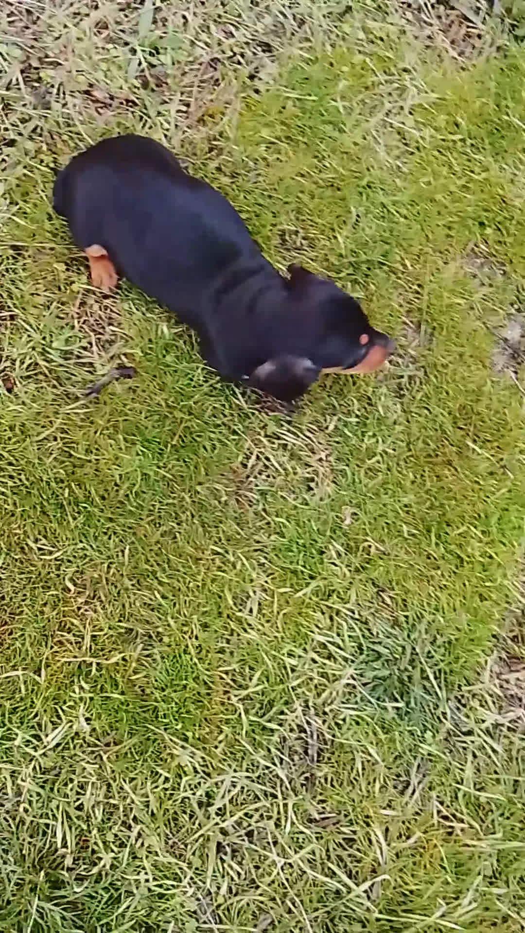 Teckel perros en venta: Teckel de pelo corto tamaño miniatura  - Video 1