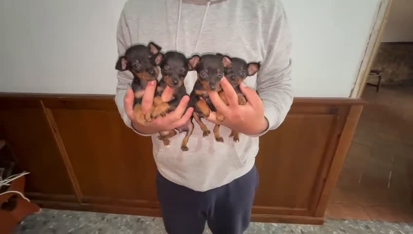 Ratón de Praga perros en venta: Ratones de Praga Máxima calidad Toys - Video 3