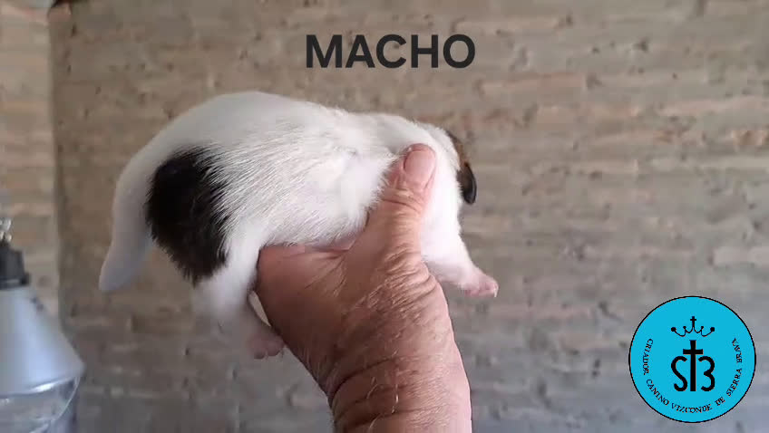 Jack Russell Terrier perros en venta: JACK RUSSELL PEDEGREE (LOE) - Video 3