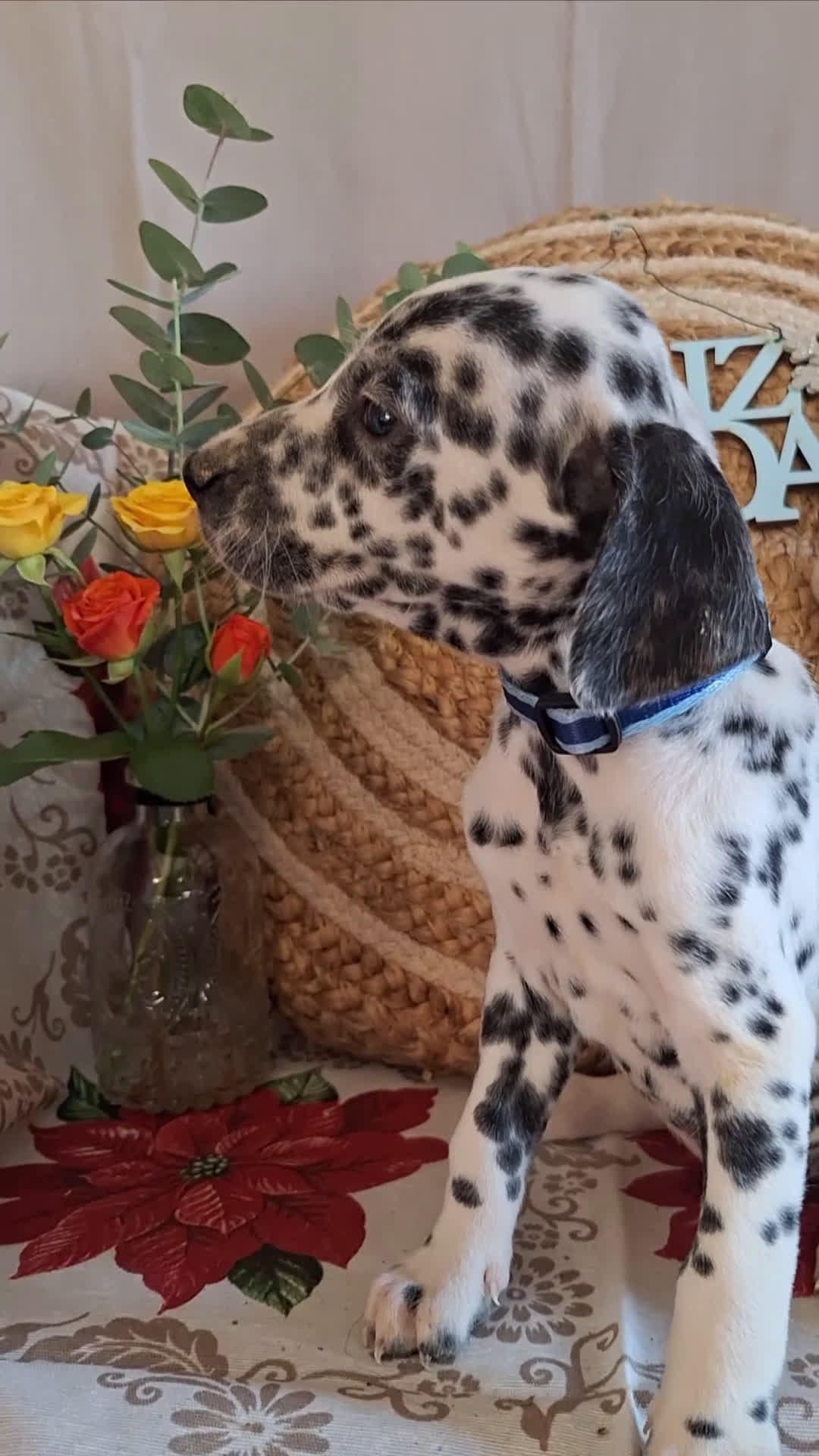 Dálmata perros en venta: DALMATA  - Video 1