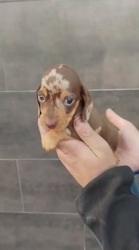 Teckel Miniatura perros en venta: Hembras teckel arlequín choco kaninchen - Video 3