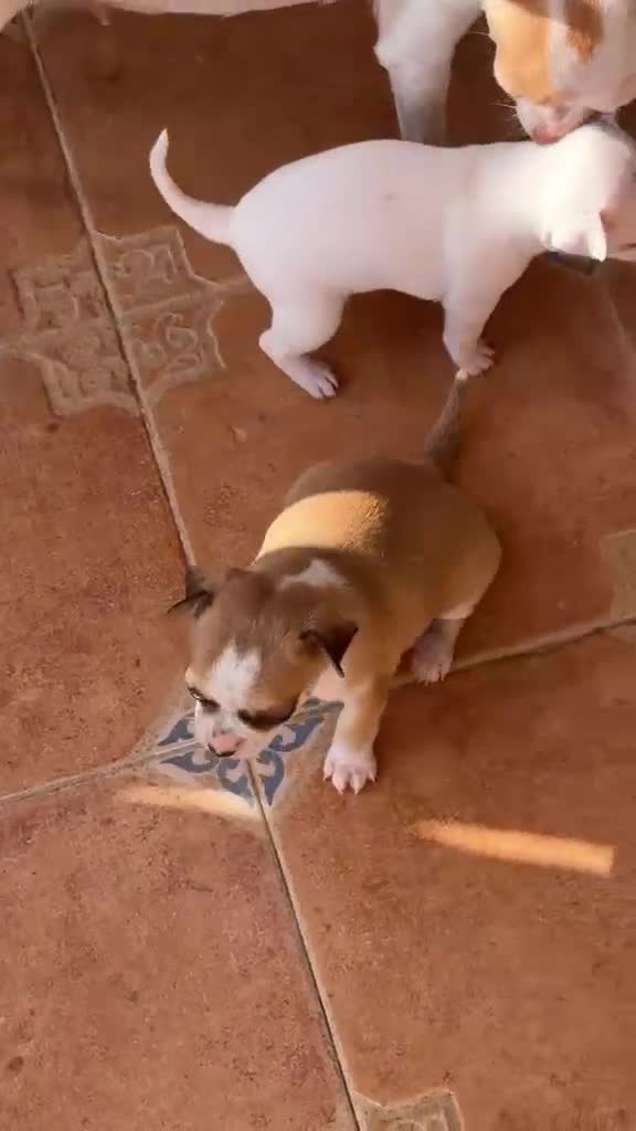 Chihuahua perros en venta: Chihuahua toy  - Video 1