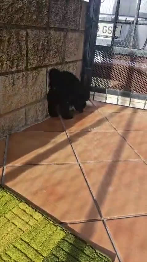 Caniche Toy perros en venta: caniche enano toy muy guapo  - Video 1