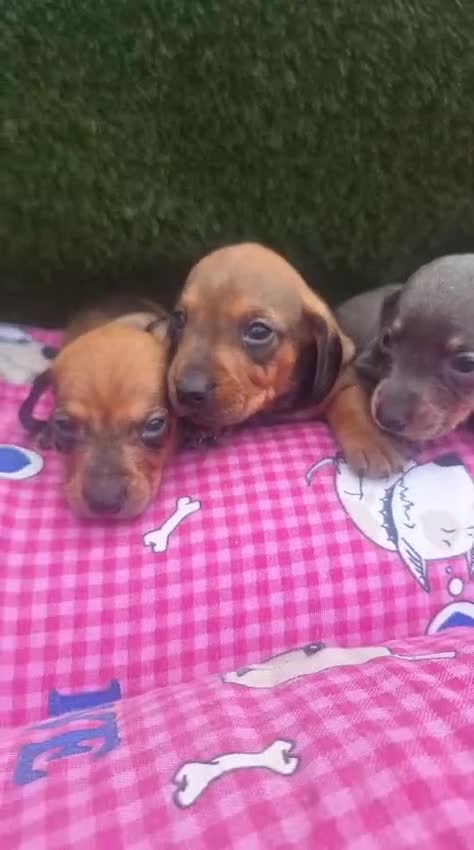 Teckel Miniatura perros en venta: Teckel kanichen Machos color oja seca  - Video 1