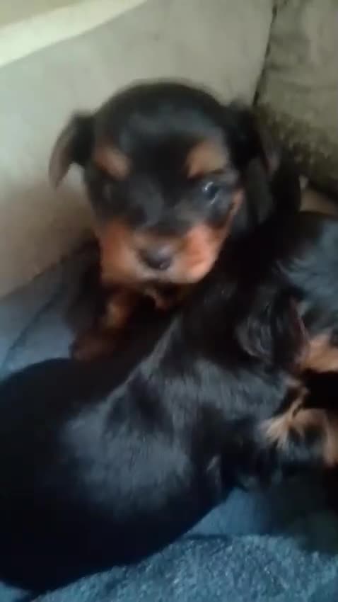 Yorkshire Terrier perros en venta: Yorkshire Terrier  - Video 3