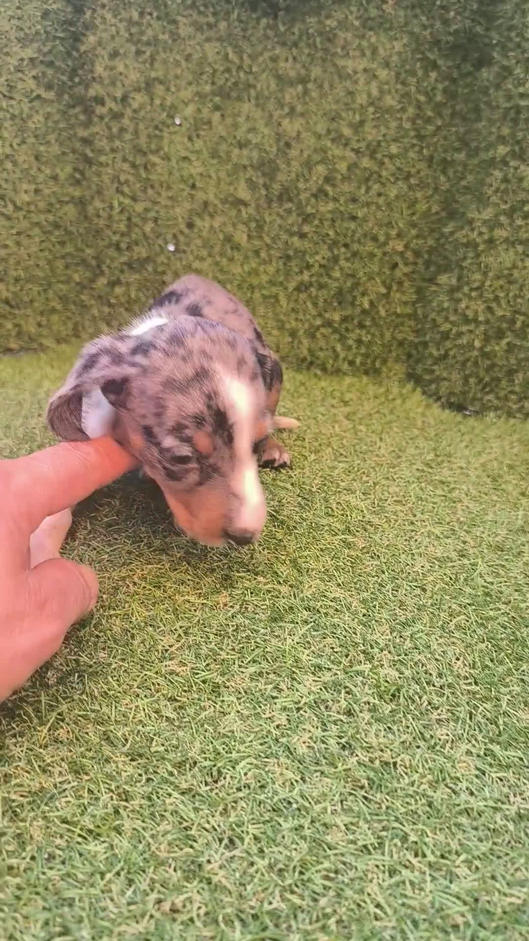 Teckel perros en venta: camada teckel canichen varios colores  - Video 4