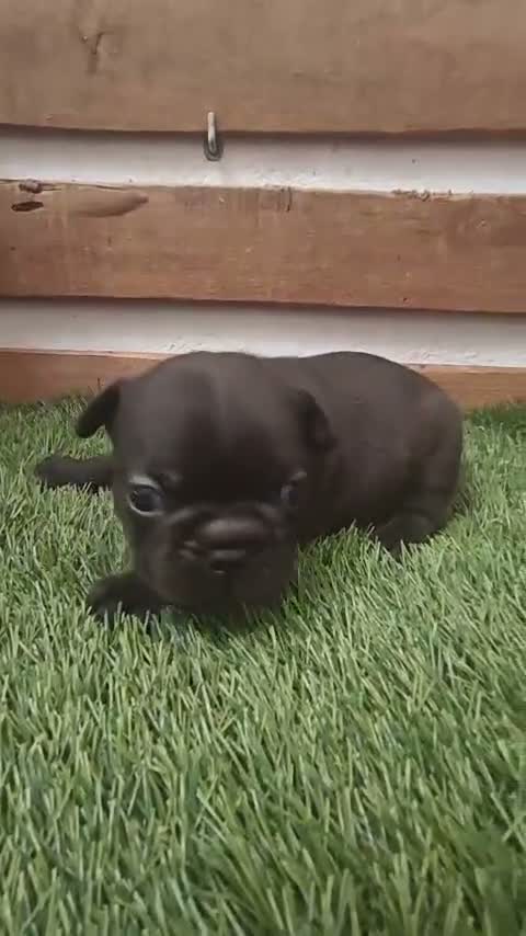 Bulldog Francés perros en venta: Bulldog francés  - Video 2