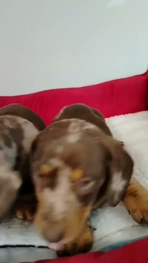 Teckel perros en venta: Teckel - Video 1