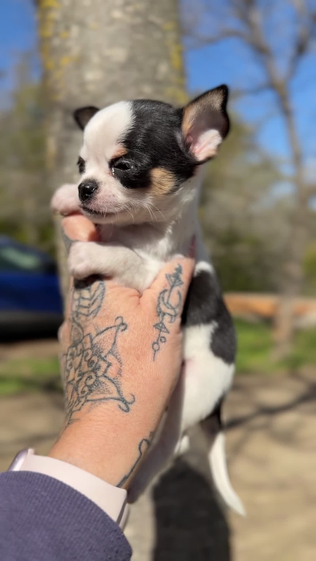 Chihuahua perros en venta: Chihuahua tricolor Microtoy  - Video 2