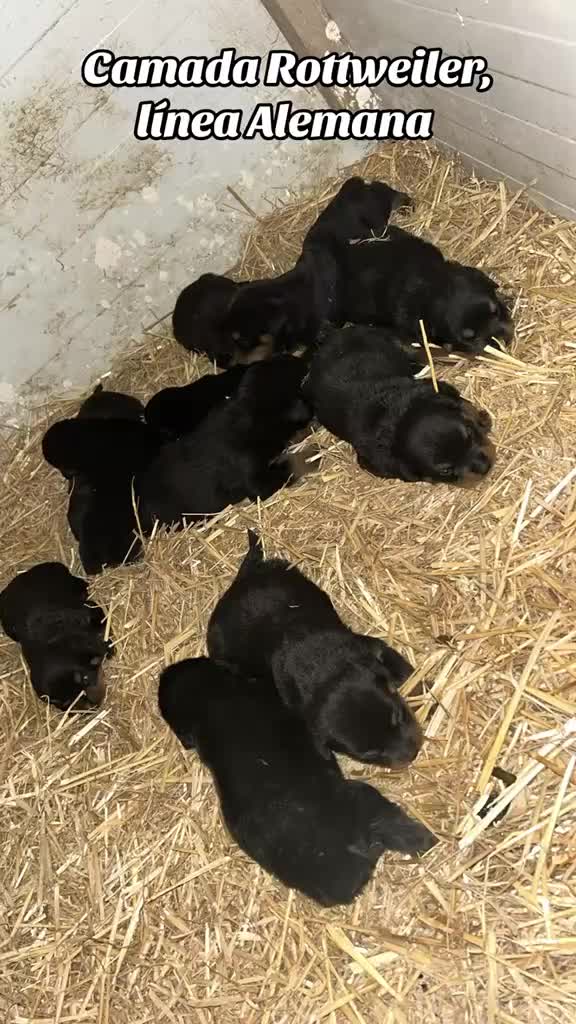 Rottweiler perros en venta: Cachorros de Rottweiler - Video 3