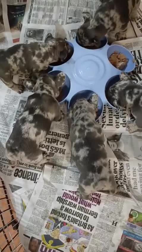 Bulldog Francés perros en venta: ‼️‼️BULLDOG FRANCES EXÓTICOS - Video 1