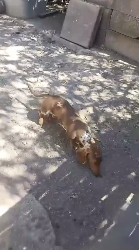 Chihuahua perros en venta: Impresionantes teckel canichen kanichen - Video 1